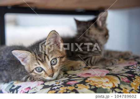 寝そべる仔猫【トラ縞の猫】座布団の上で休憩中 寝そべる仔猫【トラ縞の猫】座布団の上で休憩中 104789602
