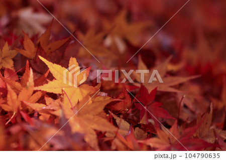 矢野温泉公園四季の里の秋　落ち紅葉 104790635