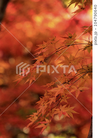矢野温泉公園四季の里の秋　紅葉谷の紅葉 104790640