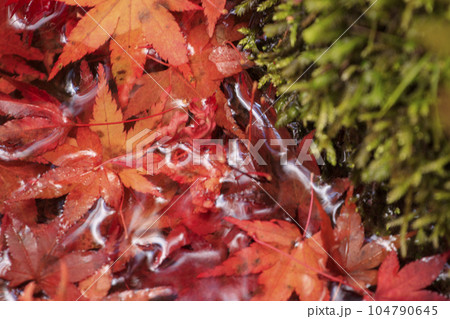 矢野温泉公園四季の里の秋　水たまりの落ち紅葉 104790645