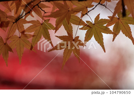 矢野温泉公園四季の里の秋　紅葉の森の黄葉したモミジ 104790650