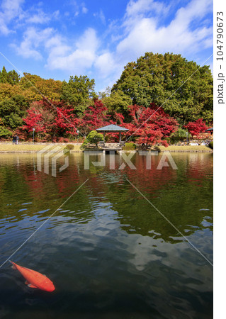 紅葉の三原三景園　紅葉と池の鯉 104790673