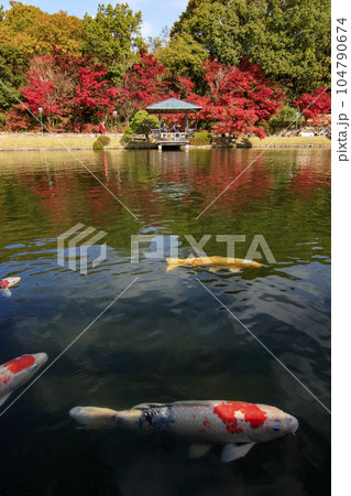 紅葉の三原三景園　紅葉と池の鯉 104790674