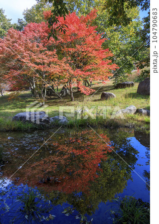 矢野温泉公園四季の里の秋　紅葉と映り込み 104790683