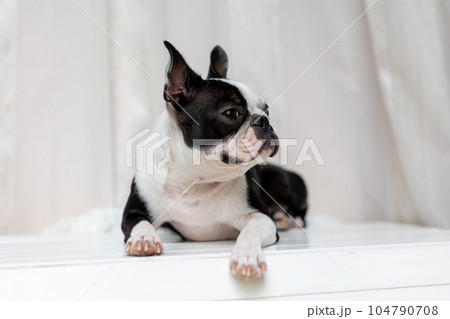 愛犬のボストンテリア 104790708