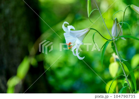 ひっそりと咲く満開のササユリの花 ひっそりと咲く満開のササユリの花 104790735