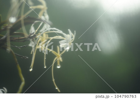 雨に濡れたフーランの白い花 いい匂いする 雨に濡れたフーランの白い花 いい匂いする 104790763