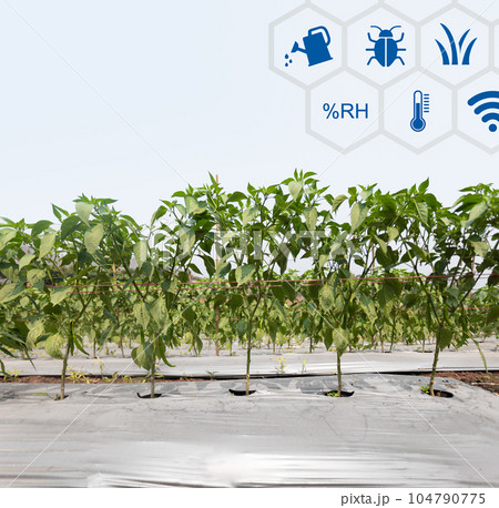 Farmers useplastic films for keep soil moisture and weed control in chilli garden. Farmers useplastic films for keep soil moisture and weed control in chilli garden. 104790775