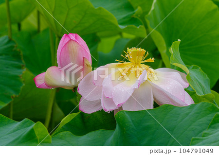 雨に濡れる蓮の花（早尾紅蓮） 104791049
