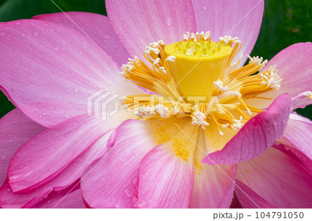 蓮の花のアップ(立田赤蓮) 蓮の花のアップ(立田赤蓮) 104791050