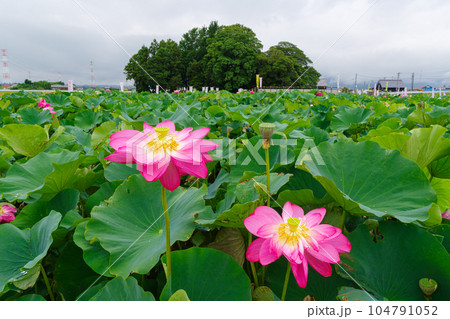 満開の蓮の花　森川花はす田 104791052
