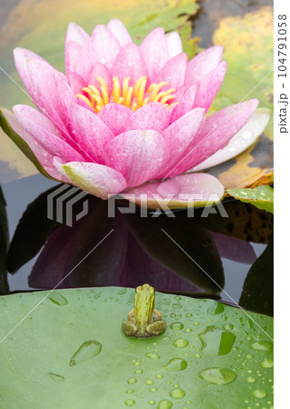 睡蓮を眺めるアマガエル 睡蓮を眺めるアマガエル 104791058