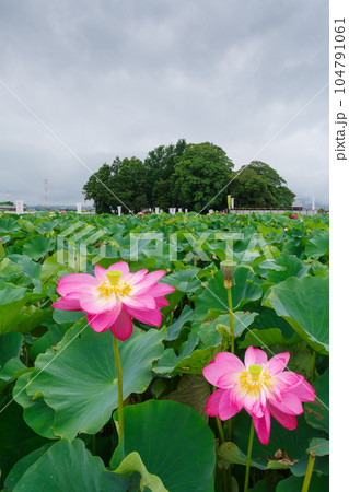 満開の蓮の花 森川花はす田 満開の蓮の花 森川花はす田 104791061