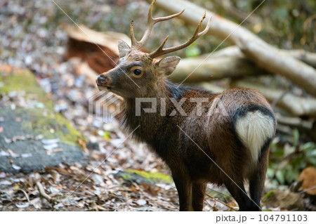 ヤクシカの雄　警戒　世界自然遺産屋久島(秋 104791103