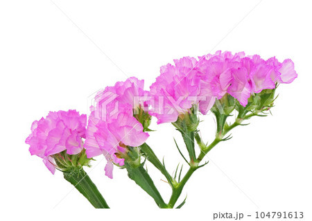 【スターチス】 (深度合成) 【スターチス】 (深度合成) 104791613