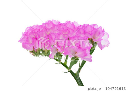 【スターチス】 (深度合成) 【スターチス】 (深度合成) 104791618