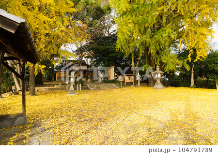 三栖神社の黄葉 104791789