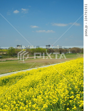 菜の花咲く土手から見る春の江戸川河川敷風景 菜の花咲く土手から見る春の江戸川河川敷風景 104791931