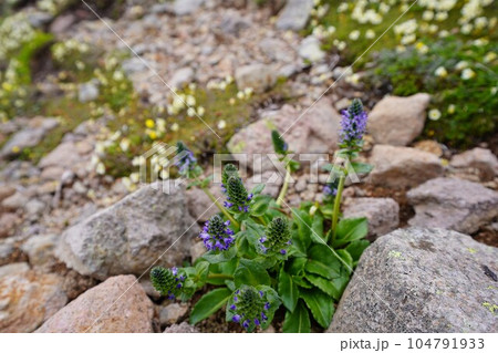 ホソバウルップソウのお花畑 ホソバウルップソウのお花畑 104791933