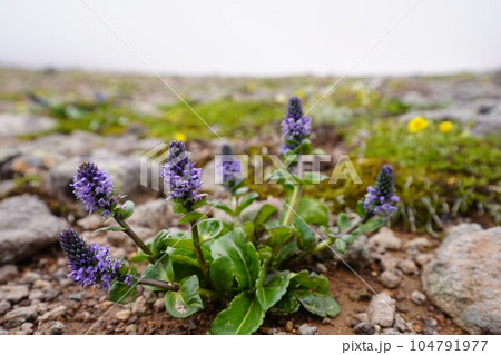 ホソバウルップソウのお花畑 ホソバウルップソウのお花畑 104791977