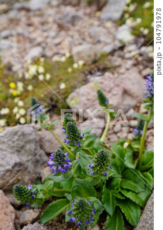 ホソバウルップソウのお花畑 ホソバウルップソウのお花畑 104791978