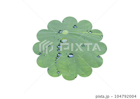 水滴の付いたハスの花の雲型マーク 水滴の付いたハスの花の雲型マーク 104792004