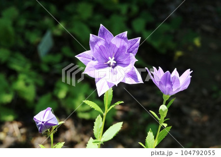 とても綺麗な八重咲きキキョウ(桔梗) とても綺麗な八重咲きキキョウ(桔梗) 104792055