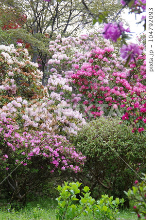 右平花園のシャクナゲの景色 右平花園のシャクナゲの景色 104792093