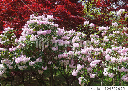 右平花園のシャクナゲの景色 右平花園のシャクナゲの景色 104792096
