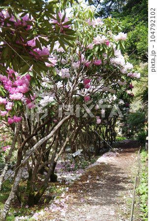 右平花園のシャクナゲの景色 右平花園のシャクナゲの景色 104792102