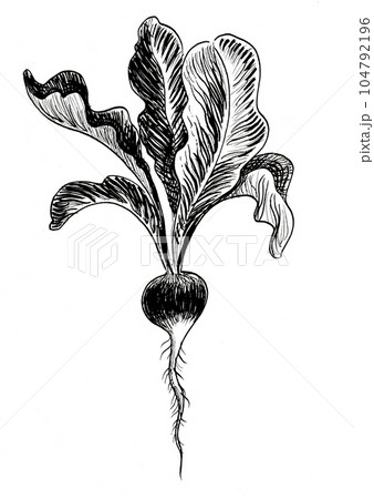 Radish root vegetable. Hand drawn black and white ink on paper drawing 104792196