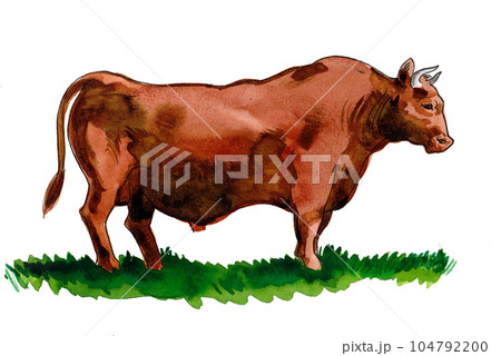 Big brown bull on green grass. Hand drawn ink and watercolor on paper 104792200