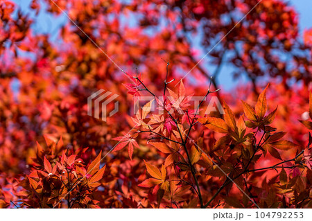 真夏の紅葉 104792253