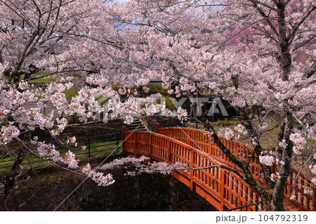 山梨県南アルプス市平岡 桜満開のほたるみ橋公園のソメイヨシノと漆川に架かる木橋の景色 山梨県南アルプス市平岡 桜満開のほたるみ橋公園のソメイヨシノと漆川に架かる木橋の景色 104792319