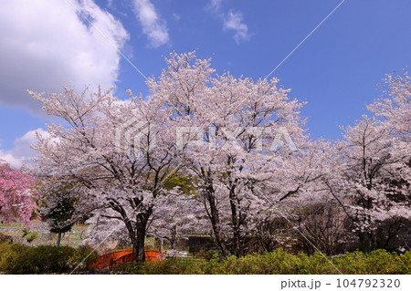 山梨県南アルプス市平岡 桜満開のほたるみ橋公園のソメイヨシノと漆川に架かる木橋の景色 山梨県南アルプス市平岡 桜満開のほたるみ橋公園のソメイヨシノと漆川に架かる木橋の景色 104792320
