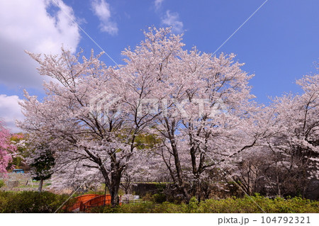 山梨県南アルプス市平岡　桜満開のほたるみ橋公園のソメイヨシノと漆川に架かる木橋の景色 104792321