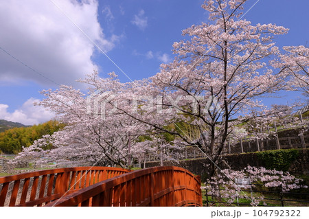 山梨県南アルプス市平岡 桜満開のほたるみ橋公園のソメイヨシノと漆川に架かる木橋の景色 山梨県南アルプス市平岡 桜満開のほたるみ橋公園のソメイヨシノと漆川に架かる木橋の景色 104792322