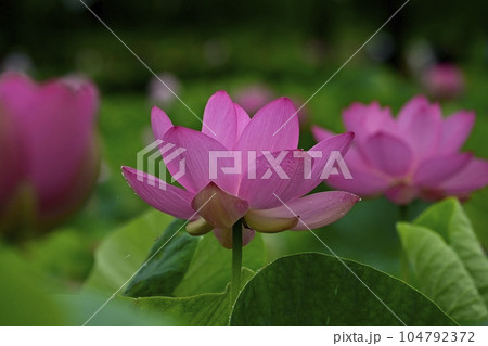 行田古代蓮公園のハスの花に水滴 104792372