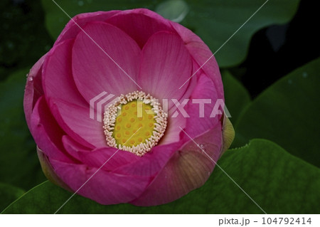 行田古代蓮公園のハスの花に水滴 104792414