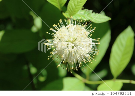 真ん丸の花 タマガサノキ(玉傘木) 真ん丸の花 タマガサノキ(玉傘木) 104792511