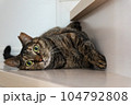 階段でくつろぐ猫(キジトラ) 104792808