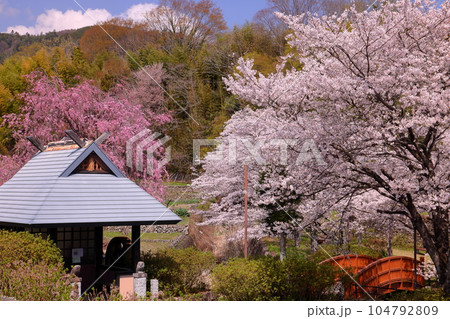 山梨県南アルプス市平岡 桜満開のほたるみ橋公園のソメイヨシノとベニシダレザクラと漆川の水車小屋の景色 山梨県南アルプス市平岡 桜満開のほたるみ橋公園のソメイヨシノとベニシダレザクラと漆川の水車小屋の景色 104792809