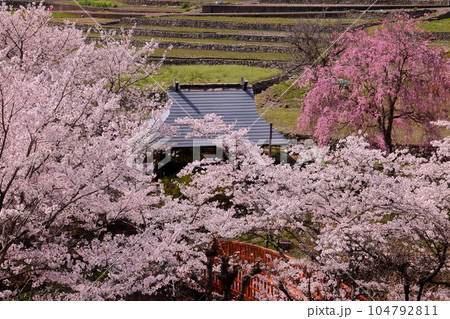 山梨県南アルプス市平岡 桜満開のほたるみ橋公園のソメイヨシノとベニシダレザクラと漆川の水車小屋の景色 山梨県南アルプス市平岡 桜満開のほたるみ橋公園のソメイヨシノとベニシダレザクラと漆川の水車小屋の景色 104792811