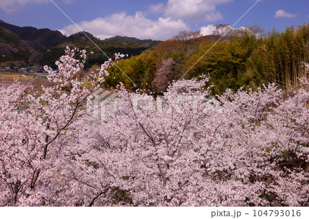 山梨県南アルプス市平岡 漆川に沿う桜満開のほたるみ橋公園のソメイヨシノと里山の景色 山梨県南アルプス市平岡 漆川に沿う桜満開のほたるみ橋公園のソメイヨシノと里山の景色 104793016
