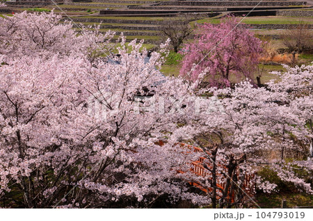山梨県南アルプス市平岡 漆川に沿う桜満開のほたるみ橋公園のソメイヨシノとベニシダレザクラの景色 山梨県南アルプス市平岡 漆川に沿う桜満開のほたるみ橋公園のソメイヨシノとベニシダレザクラの景色 104793019