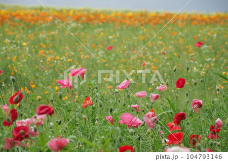 ポピーの花とオレンジの花畑 ポピーの花とオレンジの花畑 104793146