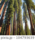 pine forest in the spring 104793639