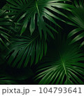 green tropical leaves pattern with palm 104793641