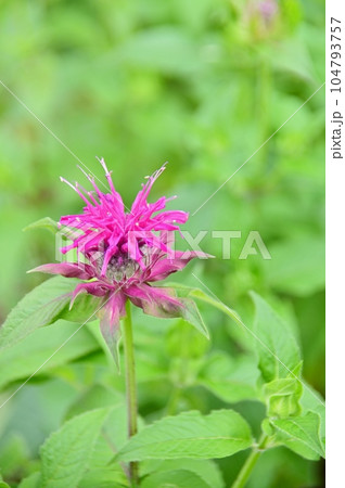 赤い花のタイマツバナ 赤い花のタイマツバナ 104793757