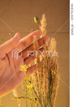 Wildflowers and spikes in a woman's hand. Boho design in interior decor. Freshly picked and dried flowers and herbs in sunny light. Vertical photo of female hand touching flowers indoors. Wildflowers and spikes in a woman's hand. Boho design in interior decor. Freshly picked and dried flowers and herbs in sunny light. Vertical photo of female hand touching flowers indoors. 104793846